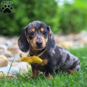 Blake, Dachshund Puppy
